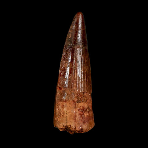 1.5" Spinosaurus Fossil Tooth 100 Million Years Old Cretaceous Dinosaur COA Stand