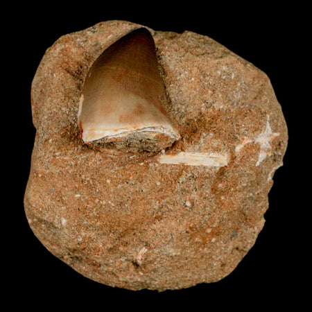 1.4" Mosasaur Prognathodon Fossil Tooth In Matrix Cretaceous Dinosaur Era COA