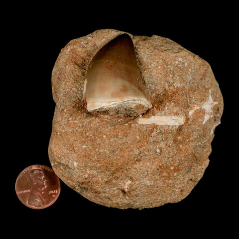 1.4" Mosasaur Prognathodon Fossil Tooth In Matrix Cretaceous Dinosaur Era COA - Fossil Age Minerals