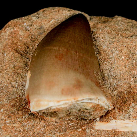 1.4" Mosasaur Prognathodon Fossil Tooth In Matrix Cretaceous Dinosaur Era COA - Fossil Age Minerals