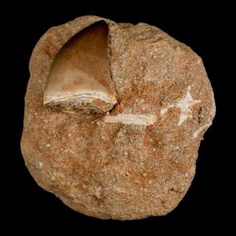 1.4" Mosasaur Prognathodon Fossil Tooth In Matrix Cretaceous Dinosaur Era COA - Fossil Age Minerals