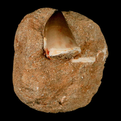 1.4" Mosasaur Prognathodon Fossil Tooth In Matrix Cretaceous Dinosaur Era COA - Fossil Age Minerals