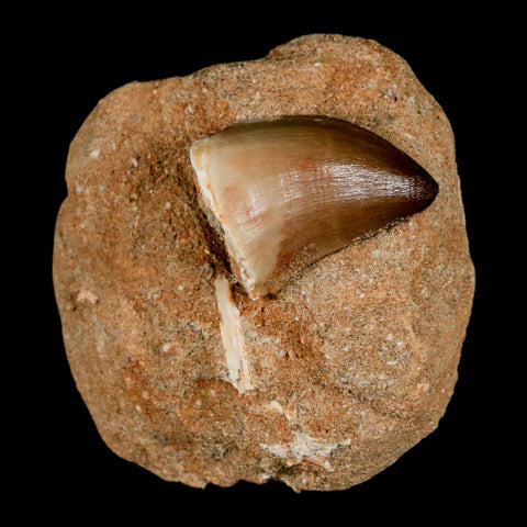1.4" Mosasaur Prognathodon Fossil Tooth In Matrix Cretaceous Dinosaur Era COA - Fossil Age Minerals