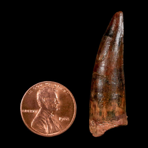 1.7" Spinosaurus Fossil Tooth 100 Million Years Old Cretaceous Dinosaur COA Stand