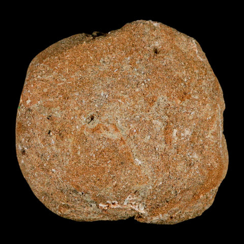 1.4" Mosasaur Prognathodon Fossil Tooth In Matrix Cretaceous Dinosaur Era COA - Fossil Age Minerals