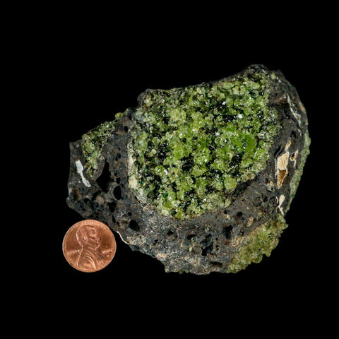 XL 3.5" Natural Emerald Peridot Crystal Minerals On Volcanic Rock Gila, Arizona - Fossil Age Minerals