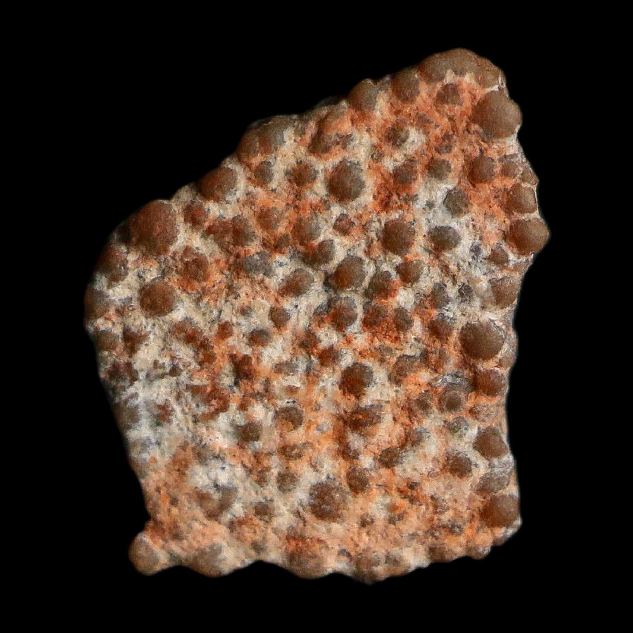 0.4" Megaloolithus Titanosaur Dinosaur Fossil Egg Shell Bouches Du Rhone France Display - Fossil Age Minerals