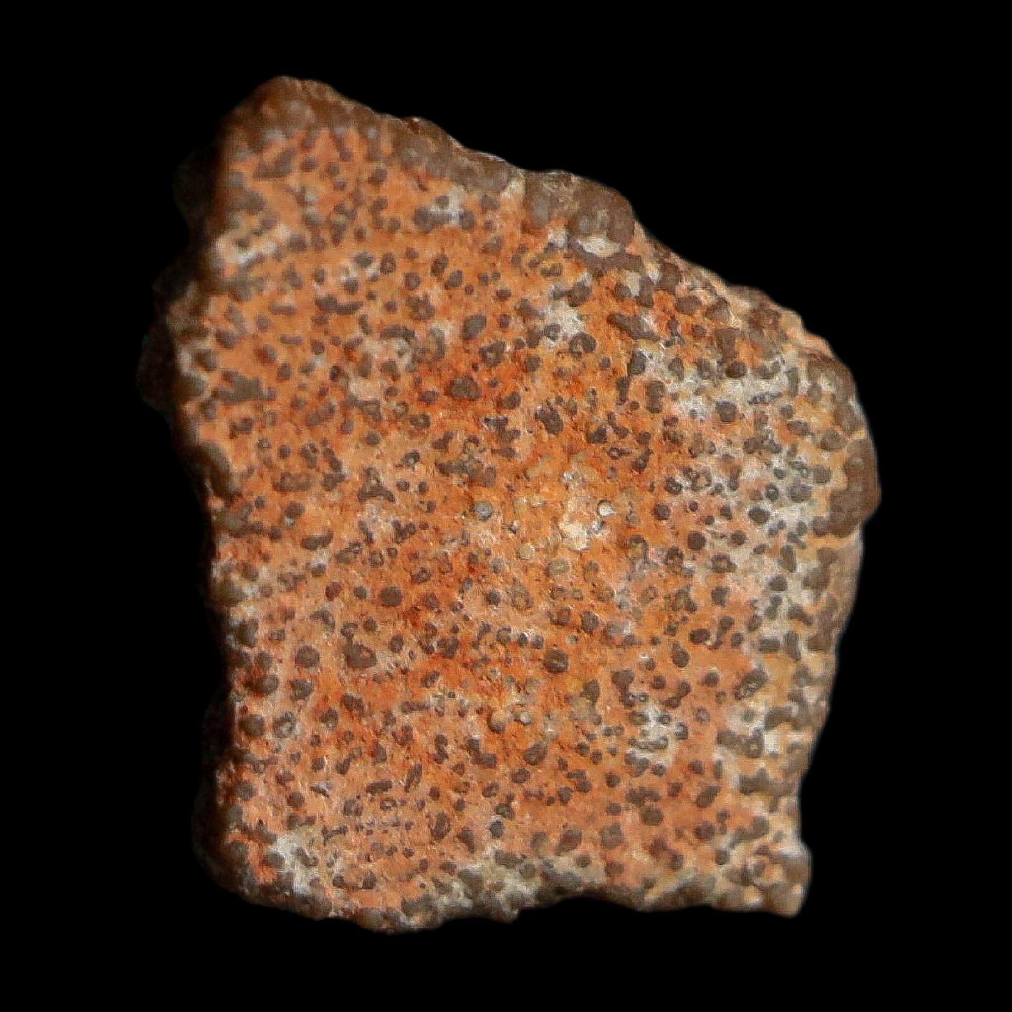 0.4" Megaloolithus Titanosaur Dinosaur Fossil Egg Shell Bouches Du Rhone France Display - Fossil Age Minerals