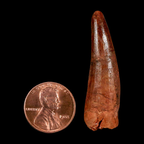 1.7" Spinosaurus Fossil Tooth 100 Million Years Old Cretaceous Dinosaur COA Stand