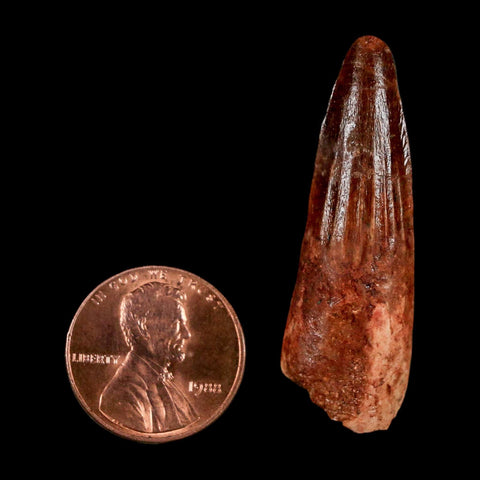 1.7" Spinosaurus Fossil Tooth 100 Million Years Old Cretaceous Dinosaur COA Stand