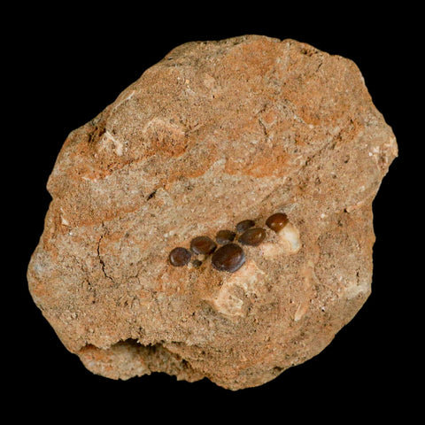 1" Bony Fish Fossil Phacodus Punctatus Ray Finned Jaw Teeth In Matrix Morocco - Fossil Age Minerals