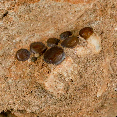 1" Bony Fish Fossil Phacodus Punctatus Ray Finned Jaw Teeth In Matrix Morocco