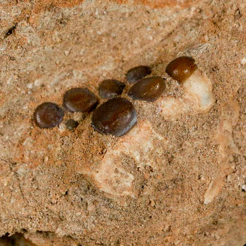 1" Bony Fish Fossil Phacodus Punctatus Ray Finned Jaw Teeth In Matrix Morocco - Fossil Age Minerals