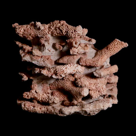 2.8" Thamnopora SP Coral Fossil Coral Reef Devonian Age Verde Valley, Arizona