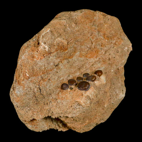 1" Bony Fish Fossil Phacodus Punctatus Ray Finned Jaw Teeth In Matrix Morocco - Fossil Age Minerals