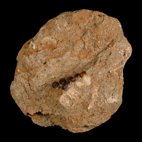 1" Bony Fish Fossil Phacodus Punctatus Ray Finned Jaw Teeth In Matrix Morocco - Fossil Age Minerals