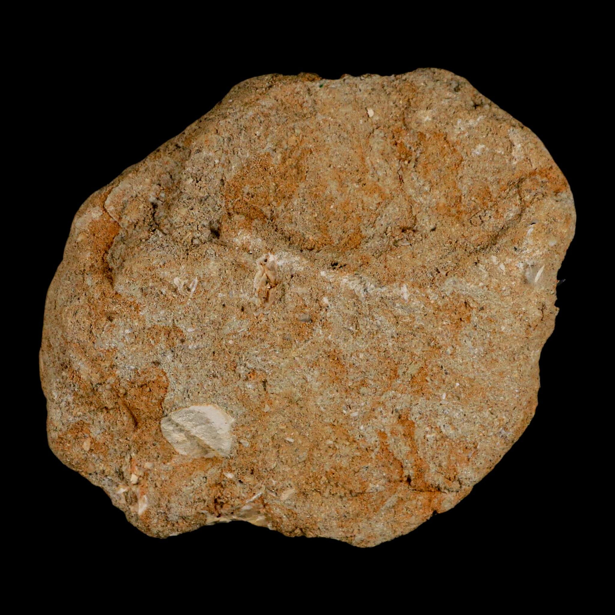 1" Bony Fish Fossil Phacodus Punctatus Ray Finned Jaw Teeth In Matrix Morocco - Fossil Age Minerals