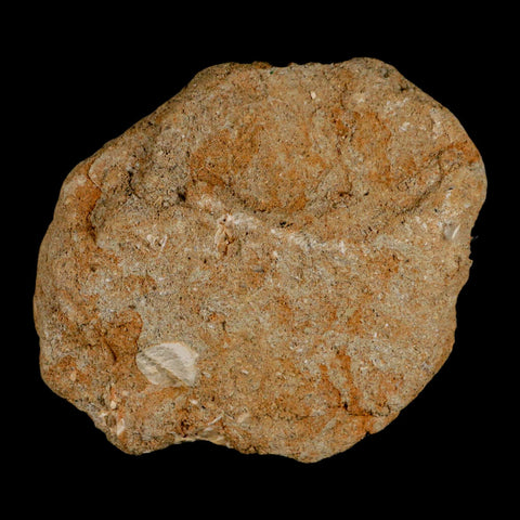 1" Bony Fish Fossil Phacodus Punctatus Ray Finned Jaw Teeth In Matrix Morocco - Fossil Age Minerals