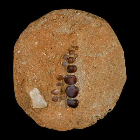 1.6" Bony Fish Fossil Phacodus Punctatus Ray Finned Jaw Teeth In Matrix Morocco - Fossil Age Minerals