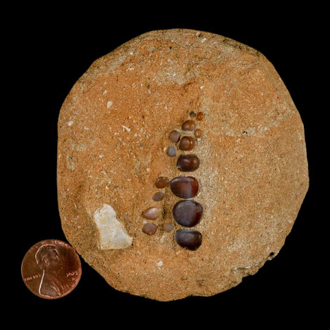 1.6" Bony Fish Fossil Phacodus Punctatus Ray Finned Jaw Teeth In Matrix Morocco - Fossil Age Minerals