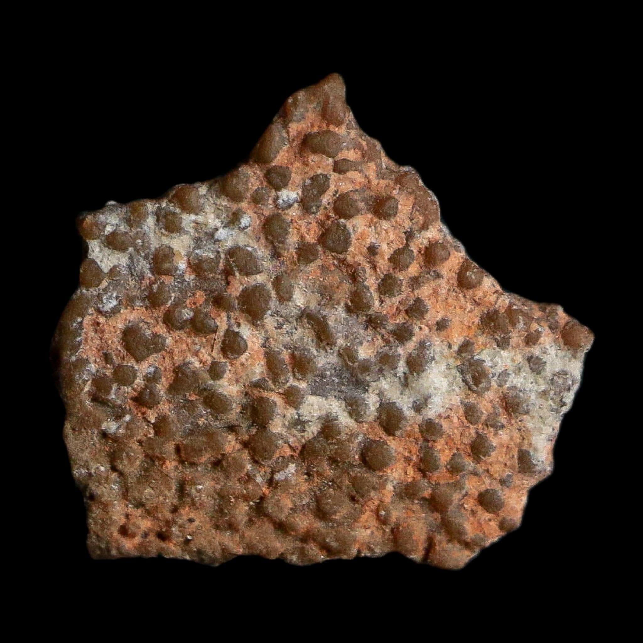 0.4" Megaloolithus Titanosaur Dinosaur Fossil Egg Shell Bouches Du Rhone France Display - Fossil Age Minerals