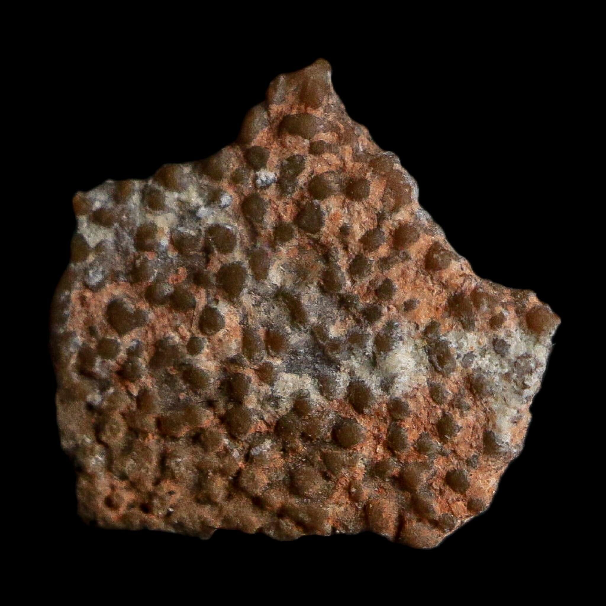 0.4" Megaloolithus Titanosaur Dinosaur Fossil Egg Shell Bouches Du Rhone France Display - Fossil Age Minerals