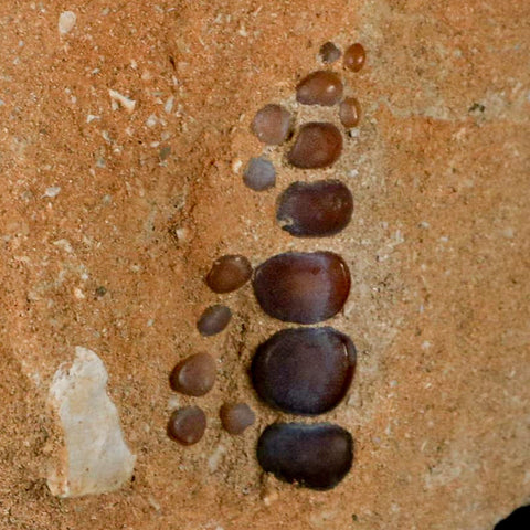 1.6" Bony Fish Fossil Phacodus Punctatus Ray Finned Jaw Teeth In Matrix Morocco - Fossil Age Minerals