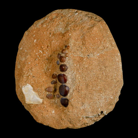1.6" Bony Fish Fossil Phacodus Punctatus Ray Finned Jaw Teeth In Matrix Morocco - Fossil Age Minerals