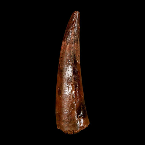 1.7" Spinosaurus Fossil Tooth 100 Million Years Old Cretaceous Dinosaur COA Stand