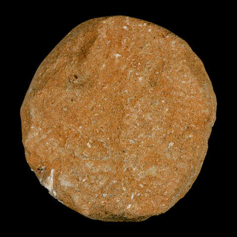 1.6" Bony Fish Fossil Phacodus Punctatus Ray Finned Jaw Teeth In Matrix Morocco - Fossil Age Minerals