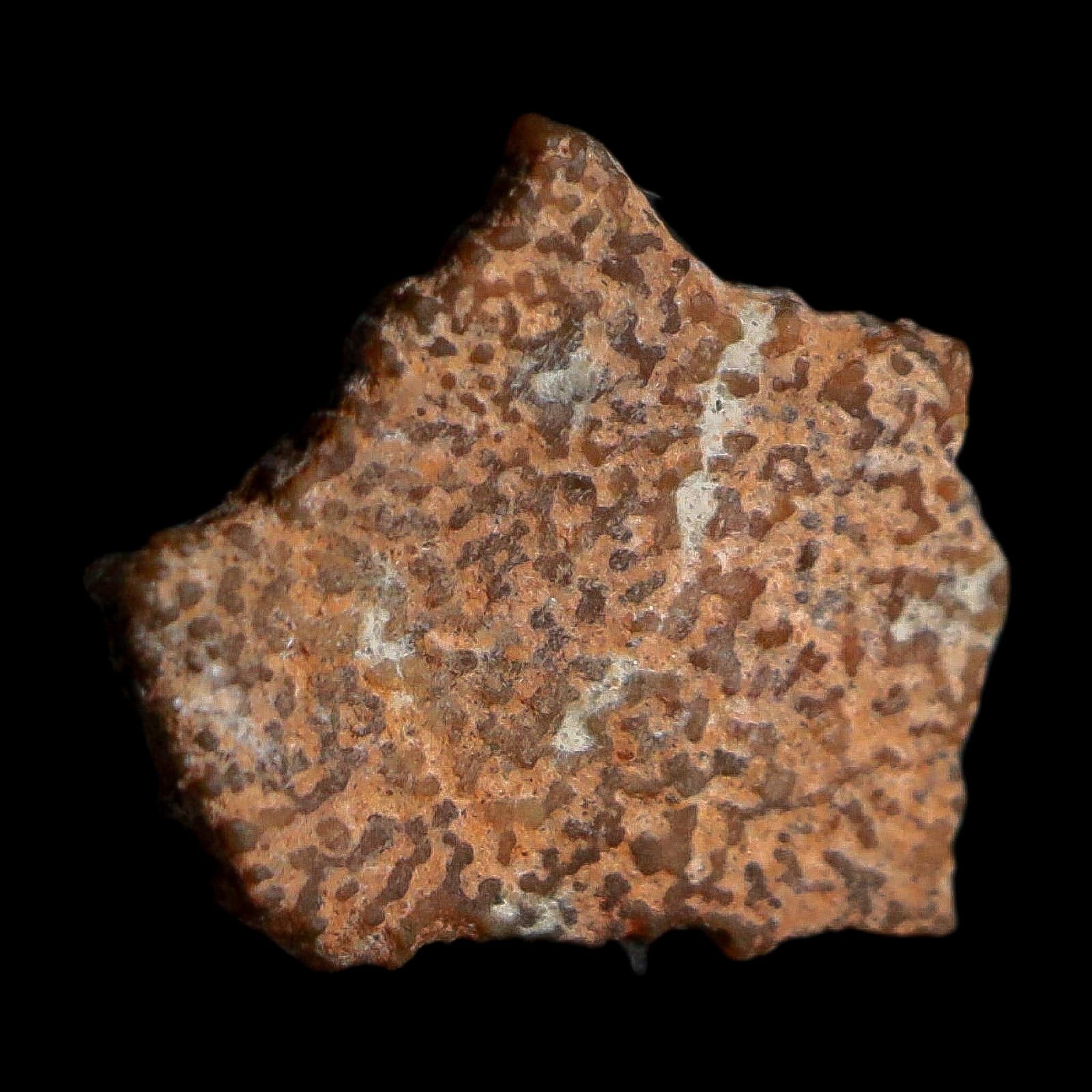 0.4" Megaloolithus Titanosaur Dinosaur Fossil Egg Shell Bouches Du Rhone France Display - Fossil Age Minerals