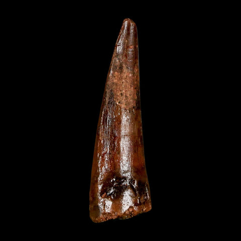 1.7" Spinosaurus Fossil Tooth 100 Million Years Old Cretaceous Dinosaur COA Stand