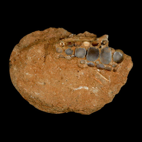 1.8" Bony Fish Fossil Phacodus Punctatus Ray Finned Jaw Teeth In Matrix Morocco - Fossil Age Minerals