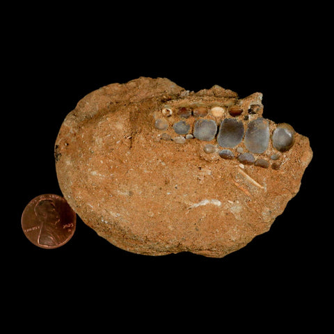 1.8" Bony Fish Fossil Phacodus Punctatus Ray Finned Jaw Teeth In Matrix Morocco - Fossil Age Minerals