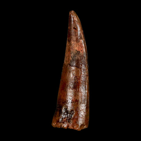 1.7" Spinosaurus Fossil Tooth 100 Million Years Old Cretaceous Dinosaur COA Stand