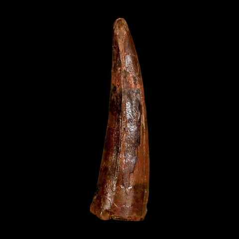 1.7" Spinosaurus Fossil Tooth 100 Million Years Old Cretaceous Dinosaur COA Stand