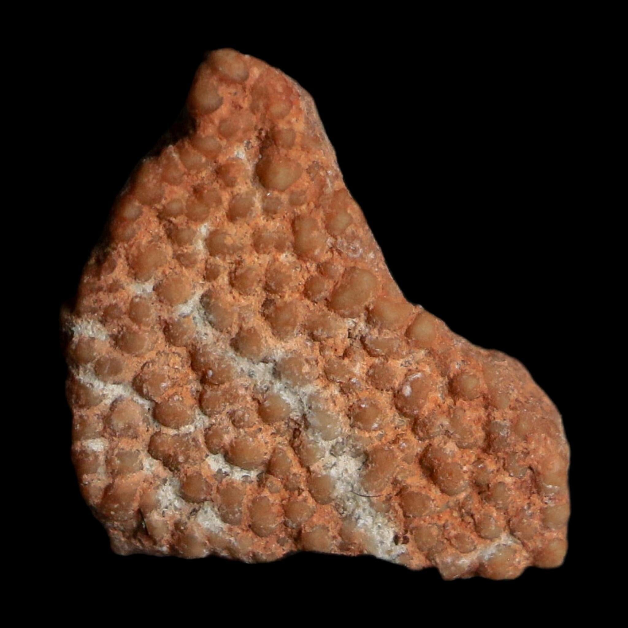 0.4" Megaloolithus Titanosaur Dinosaur Fossil Egg Shell Bouches Du Rhone France Display - Fossil Age Minerals