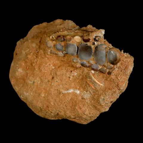 1.8" Bony Fish Fossil Phacodus Punctatus Ray Finned Jaw Teeth In Matrix Morocco - Fossil Age Minerals