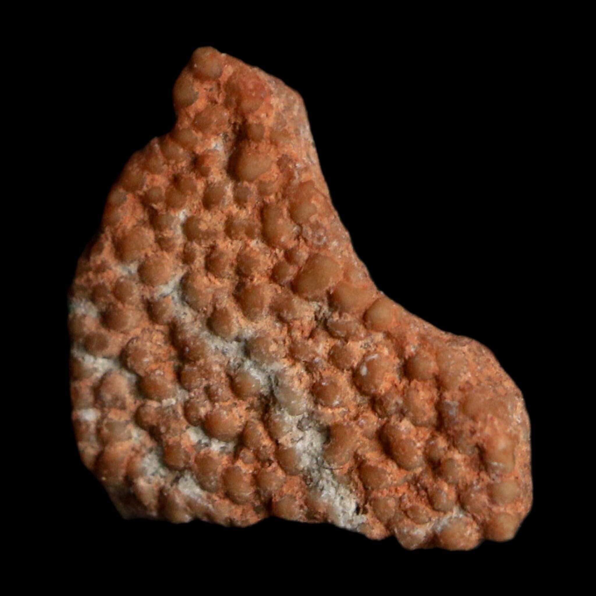 0.4" Megaloolithus Titanosaur Dinosaur Fossil Egg Shell Bouches Du Rhone France Display - Fossil Age Minerals