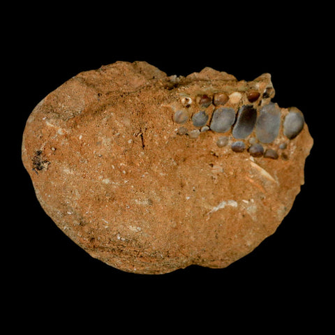 1.8" Bony Fish Fossil Phacodus Punctatus Ray Finned Jaw Teeth In Matrix Morocco - Fossil Age Minerals