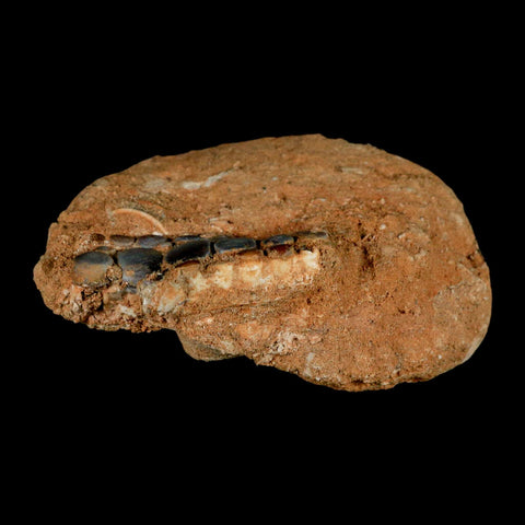 1.8" Bony Fish Fossil Phacodus Punctatus Ray Finned Jaw Teeth In Matrix Morocco - Fossil Age Minerals