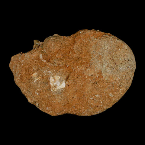 1.8" Bony Fish Fossil Phacodus Punctatus Ray Finned Jaw Teeth In Matrix Morocco - Fossil Age Minerals