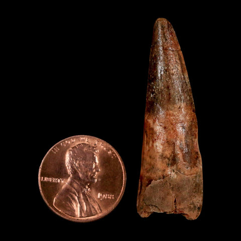 1.7" Spinosaurus Fossil Tooth 100 Million Years Old Cretaceous Dinosaur COA Stand