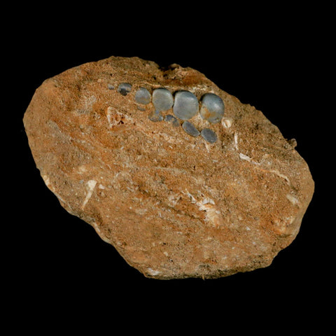 1.1" Bony Fish Fossil Phacodus Punctatus Ray Finned Jaw Teeth In Matrix Morocco - Fossil Age Minerals