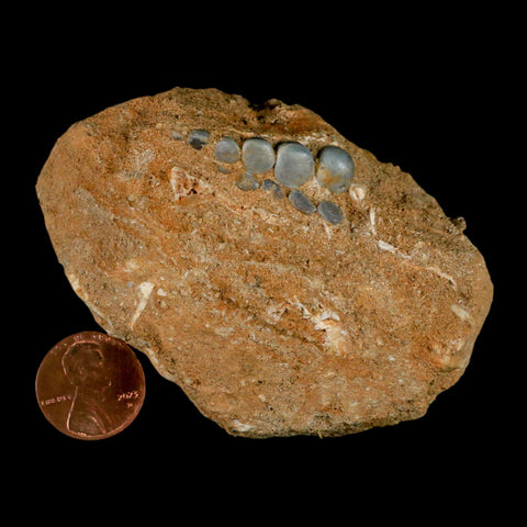 1.1" Bony Fish Fossil Phacodus Punctatus Ray Finned Jaw Teeth In Matrix Morocco - Fossil Age Minerals