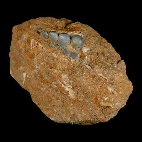 1.1" Bony Fish Fossil Phacodus Punctatus Ray Finned Jaw Teeth In Matrix Morocco - Fossil Age Minerals