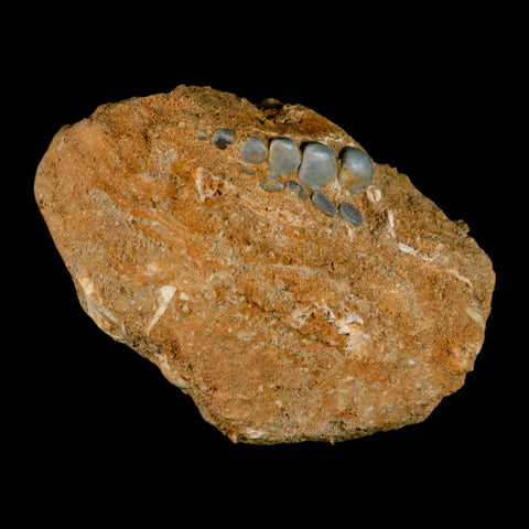 1.1" Bony Fish Fossil Phacodus Punctatus Ray Finned Jaw Teeth In Matrix Morocco - Fossil Age Minerals