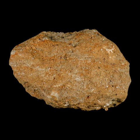 1.1" Bony Fish Fossil Phacodus Punctatus Ray Finned Jaw Teeth In Matrix Morocco - Fossil Age Minerals