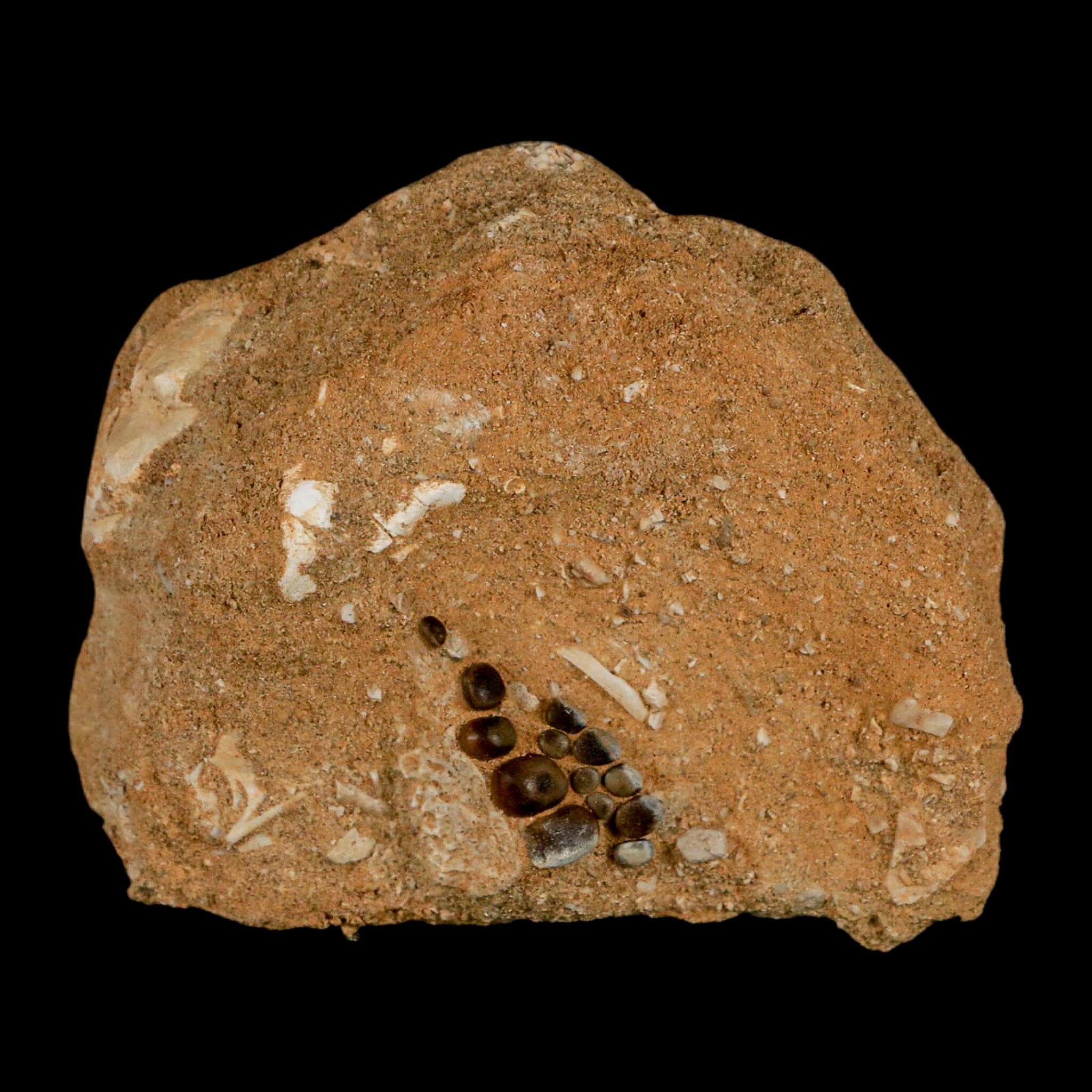 0.8" Bony Fish Fossil Phacodus Punctatus Ray Finned Jaw Teeth In Matrix Morocco - Fossil Age Minerals