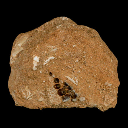 0.8" Bony Fish Fossil Phacodus Punctatus Ray Finned Jaw Teeth In Matrix Morocco